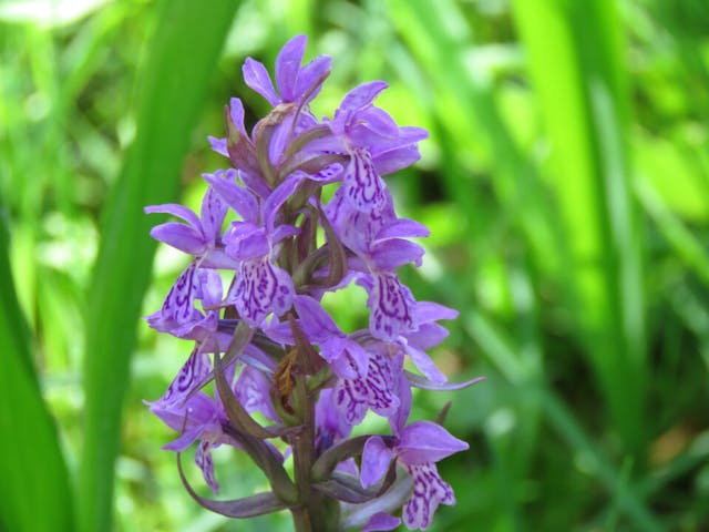 圖十四：掌裂蘭（Dactylorhiza incarnata）。