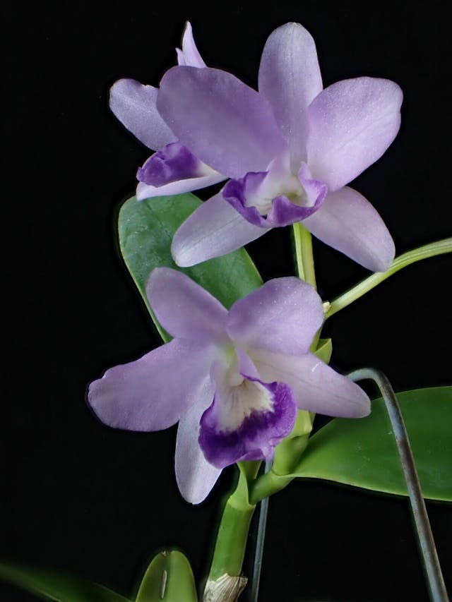 圖八：嘉德麗亞蘭（Cattleya bowringiana var. coerulea）。