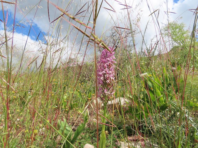 圖五十二-Orchis-italica