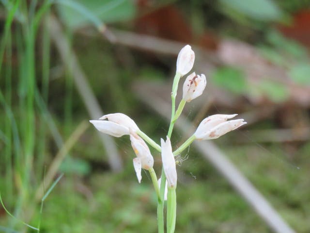 圖八：大花頭蕊蘭（Cephalanthera damasonium）。