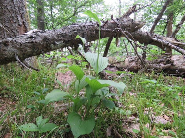 圖二十四：杓蘭（Cypripedium calceolus）。