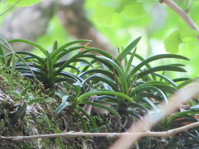 圖六：富貴蘭（Vanda falcata）