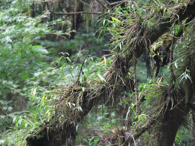 圖十四：長生蘭（Dendrobium-moniliforme）。