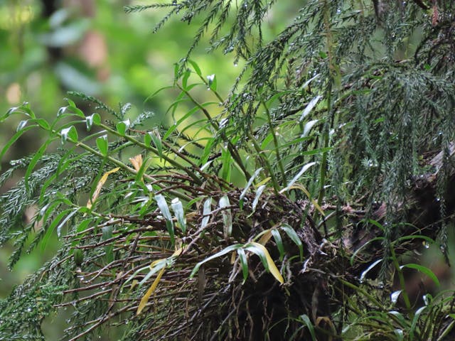 圖十五：長生蘭（Dendrobium-moniliforme）。