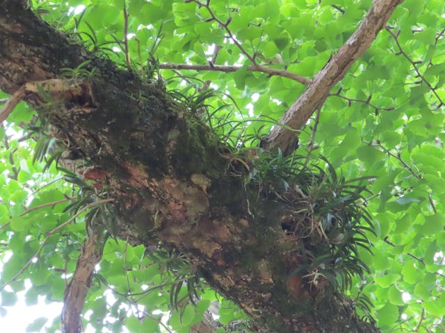 圖八：富貴蘭（Vanda falcata）。