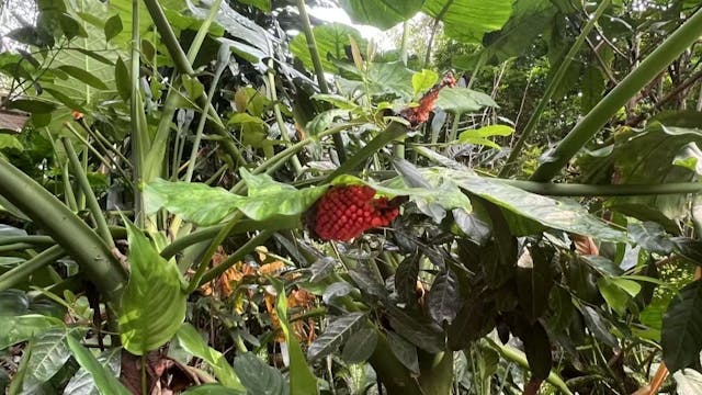 新界山中野趣