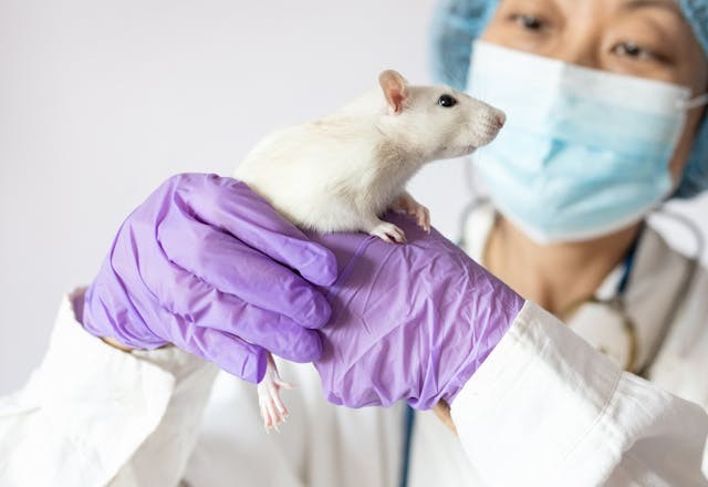 實驗室研究對象都是雄性身體，當一種新藥物的臨床試驗開始在人類受試者身上進行試驗時，之前可能根本沒有在雌性動物身上測試過。（Shutterstock）