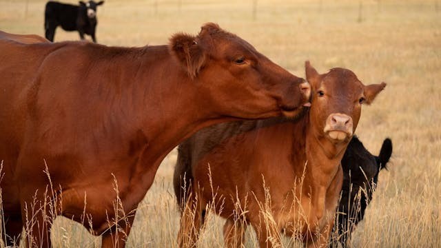 粵語解密：牯、匙、挨晚