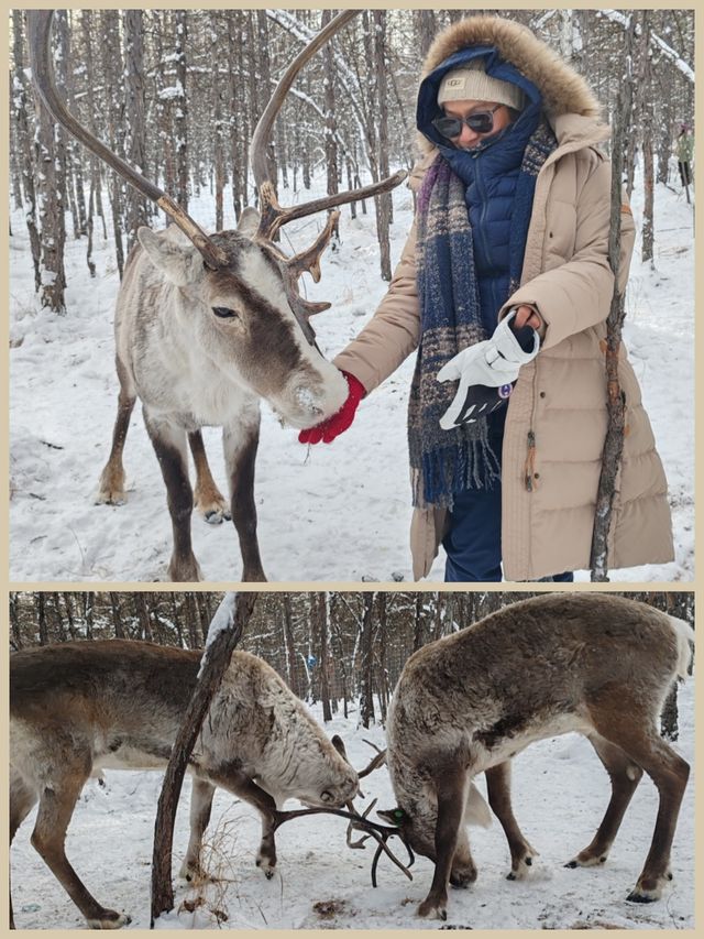 鄂溫克族放養的馴鹿。（作者提供）