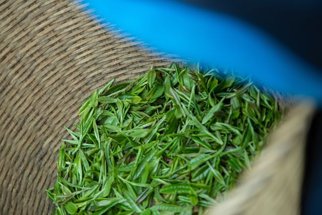 買茶的時候,除了多喝,也可以多問幾句:這茶是哪裏來的?誰做的?什麼時候摘的? 這些問題不是挑剔,而是建立感知的第一步。(Shutterstock)