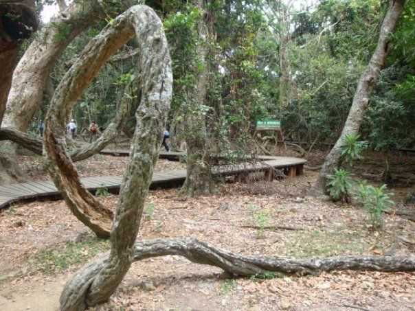 烏蛟藤,是因為受水庫開發影響周邊植物而形成的藤樹纏繞地貌。(作者提供)
