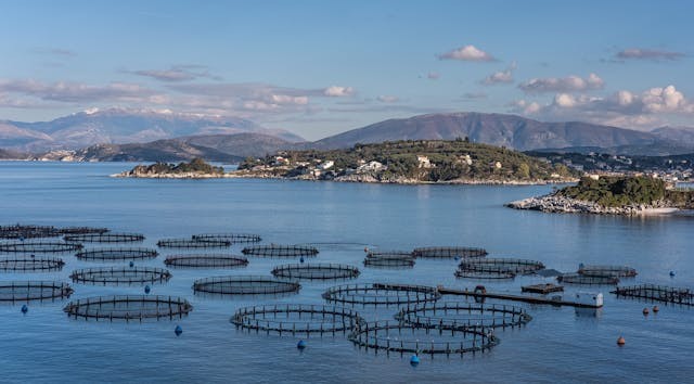 現在菜市場上買到的邊魚幾乎都是養殖的,一年四季都可以買到活魚,價錢也不貴。 (shutterstock)