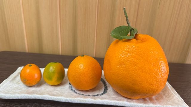 柑橘迎春 內外是寶