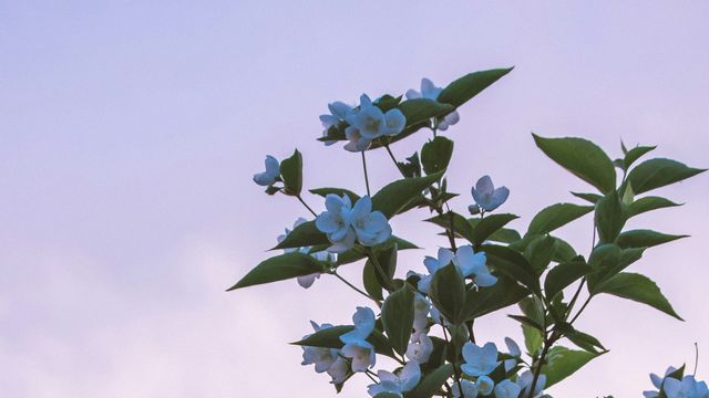 聽來的法律故事：失蹤40多年的媽媽Jasmine重現眼前 還送來一份絕情的法律文件