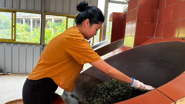 偏愛南糯山──北緯21度的回甘