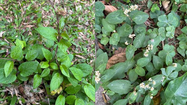 尋覓路邊的神奇小草：一堂給小學生的草藥啟蒙課