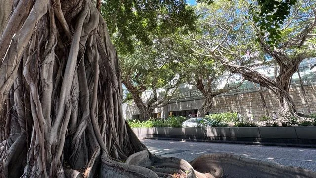 午間邂逅草藥  慢步體驗正念