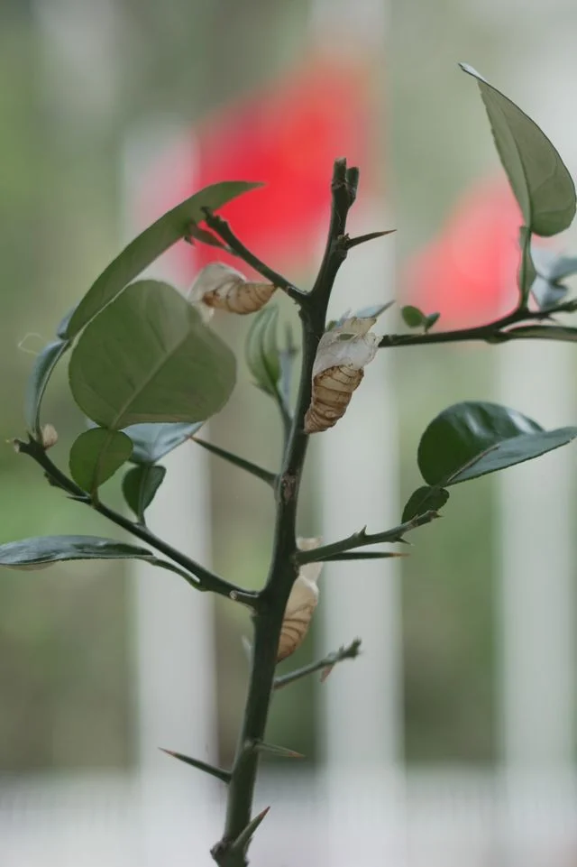 他們的蛹期可能比我們想像中更長、更安靜,但只要我們願意守候、陪伴,他們最終會以我們意想不到的姿態,展開屬於自己的翅膀,破繭而出。(作者提供)