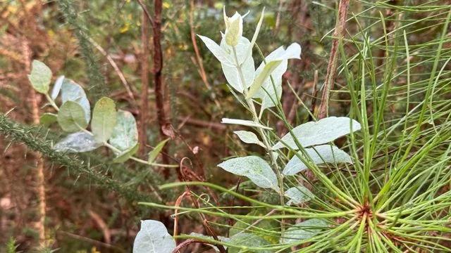 在西班牙朝聖之路上的森林療癒
