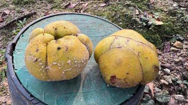 吉隆坡之大象蘋果
