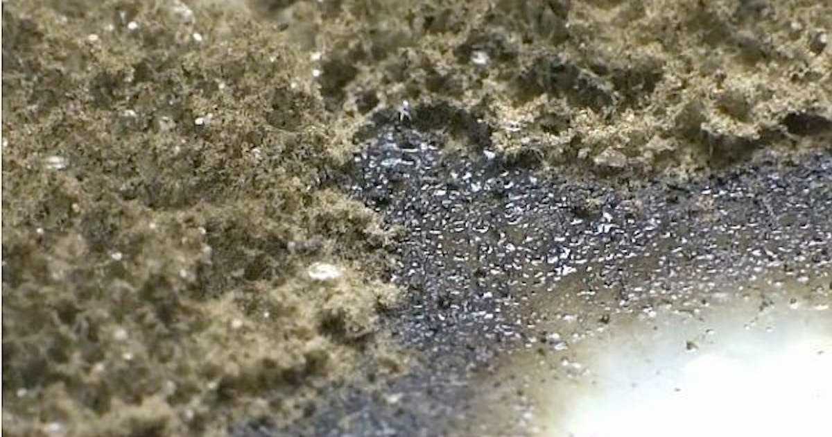 癮科學:發黴是這世界上最美好的事 #pansci (53048) - Cool3c