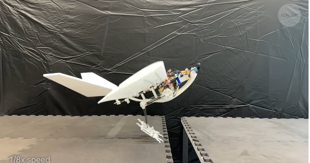 鳥形無人機免跑道用跳的就起飛#鳥類(232100) - Cool3c