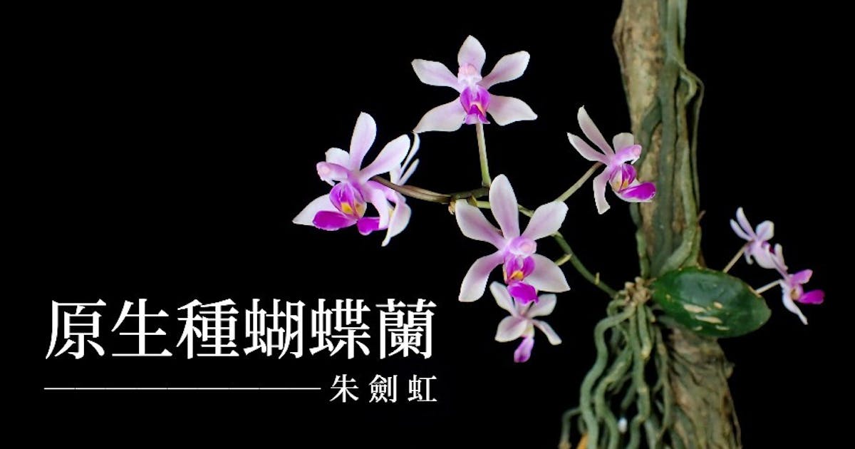 原生種蝴蝶蘭| 朱劍虹- 灼見名家