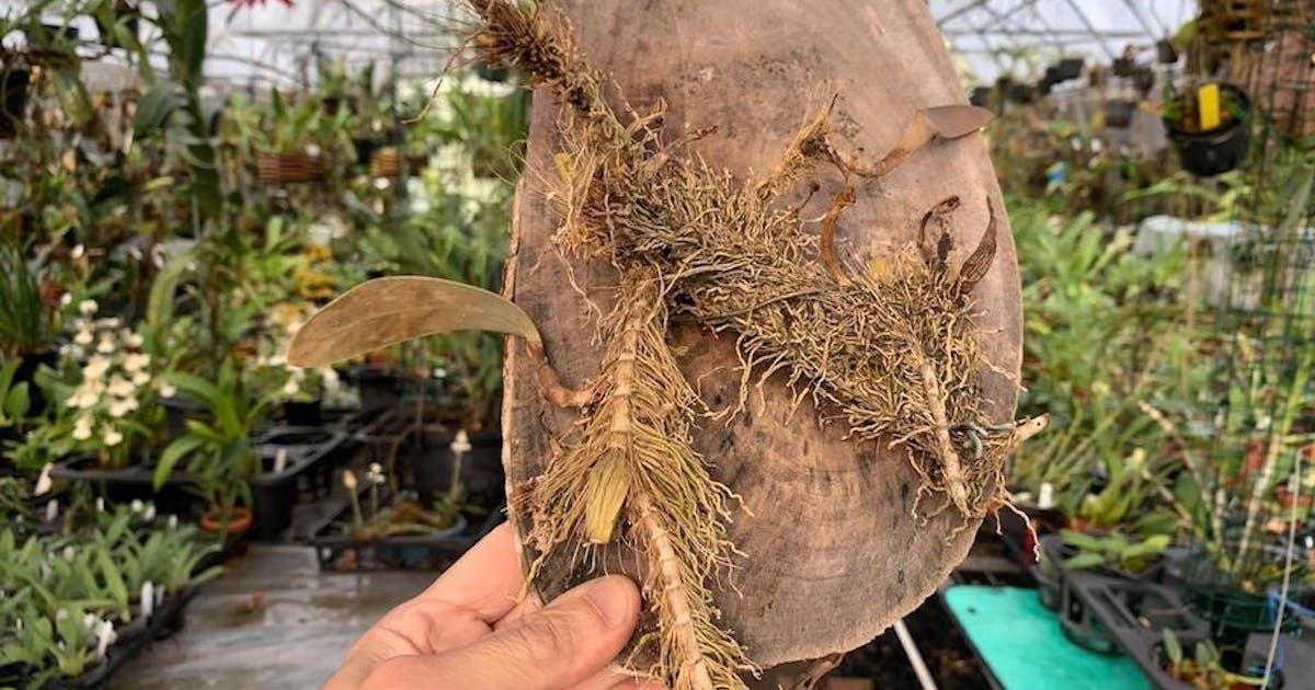 寒蘭-024　486-4H　日光×薄桃花（大輪更紗無点×西雄）　苗　交配種 寒蘭-024 486-4H 日光×薄桃花（大輪更紗無点×西雄） 苗