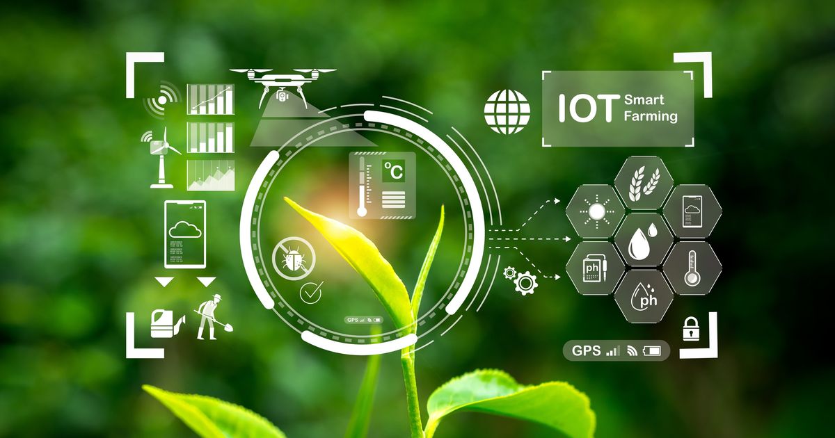 用 AI 協助農家在正確時機摘採茶葉