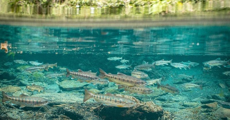 雪管處稱南山部落「非法引水」引爭議！放流國寶魚未經同意，官方已道歉並承諾協助