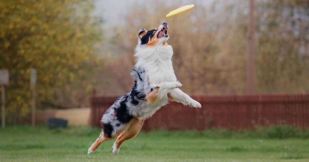 他沒有醫學學位，卻為愛犬開發出史上第一支個人化 mRNA 癌症疫苗