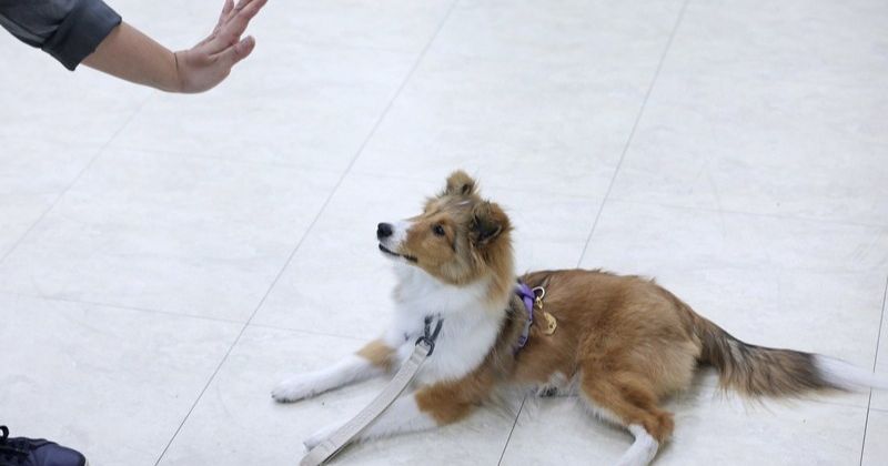 最佳萌友助攻治療，訓練師分享「狗醫生」養成，飼主也要上志工課程