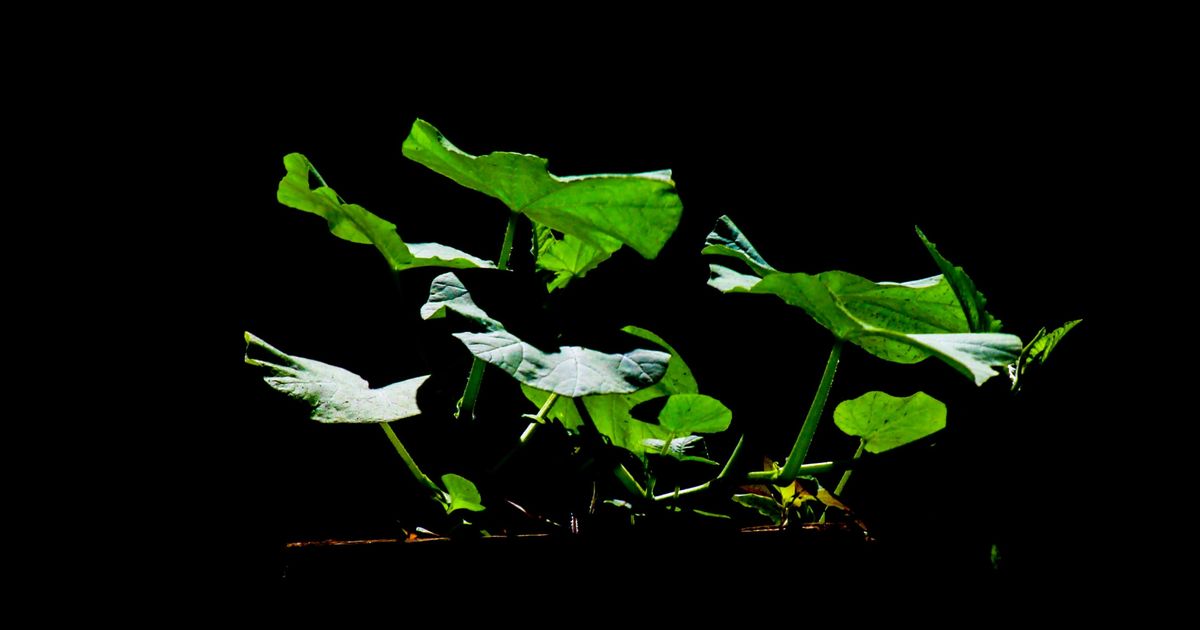 讀《食光者》：植物世界其實熱鬧非凡，真正「一葉障目」的人是我自己