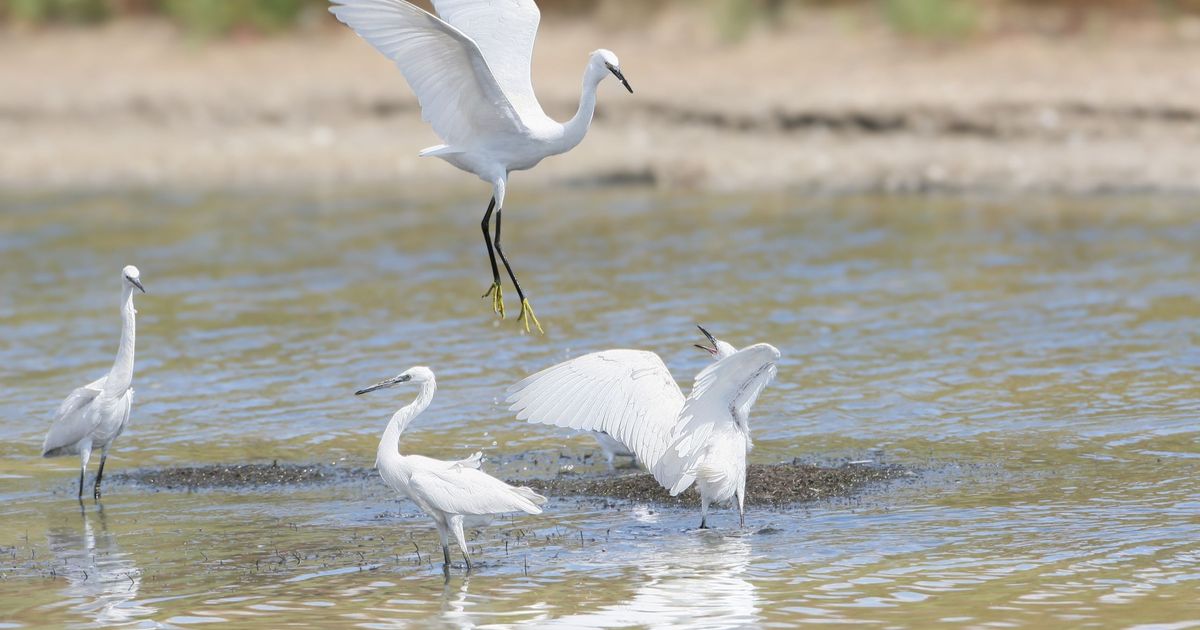 《日常鳥生活》：其實沒有一種鳥叫「白鷺鷥」？夜鷺跟小白鷺差在哪裡？