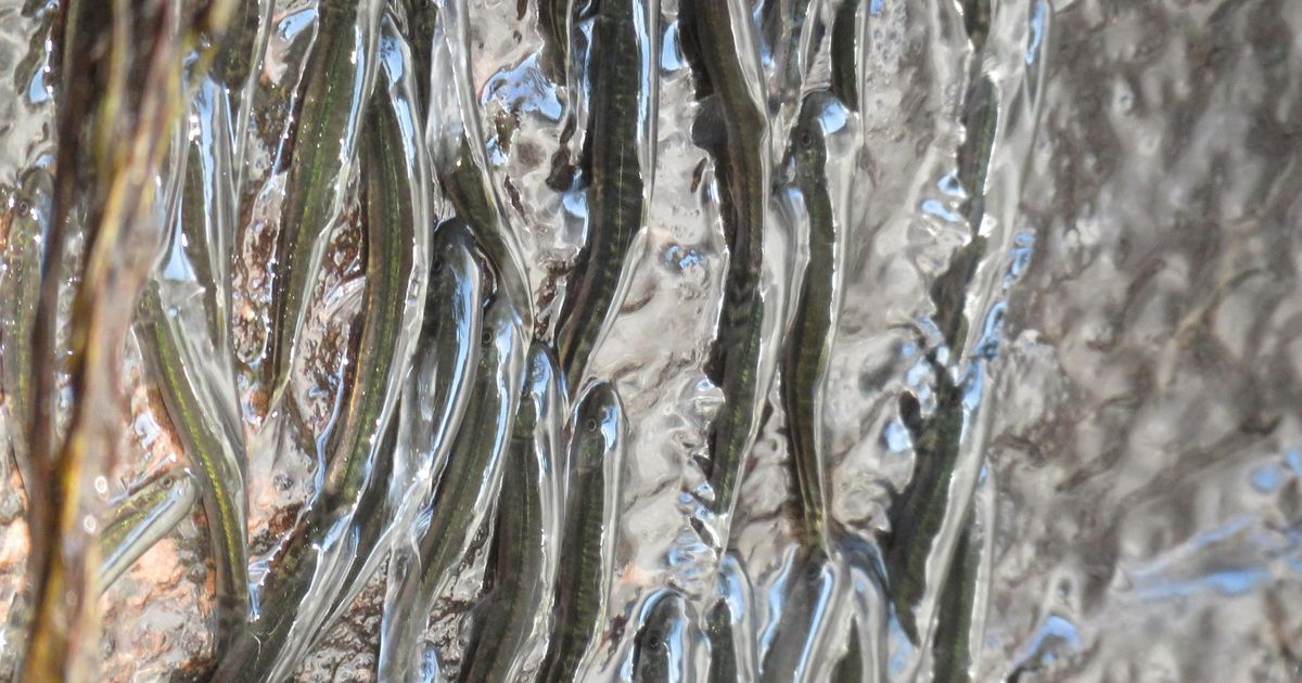 非洲小魚也懂逆流而上？貝耳魚靠特殊構造魚鰭，垂直爬上15公尺瀑布