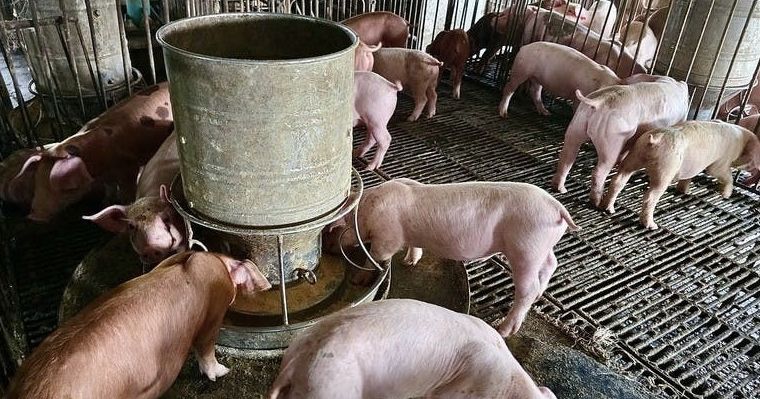 農業部：WOAH正式核可，台灣重返非洲豬瘟非疫國，賴總統：持續強化防疫韌性