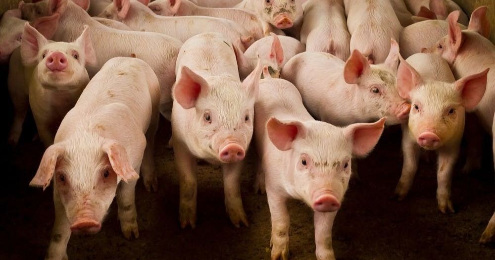 新加坡首個恢復台灣生鮮豬肉輸銷！WOAH正式核可台灣重返非洲豬瘟非疫國