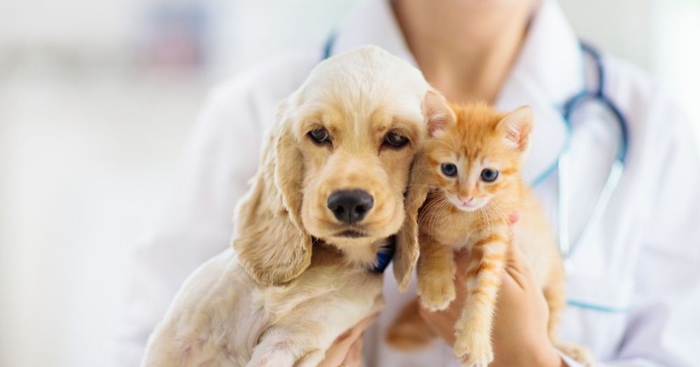 犬貓用人藥新制7月上路引各界擔憂，藥師公會點名防檢署登錄進度不足3成，動保團體籲採負面表列