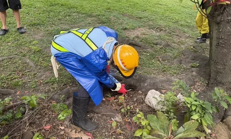 北市鼠患猖獗，醫師：接觸排泄物也有感染風險，專家：居家防鼠不建議用餌劑